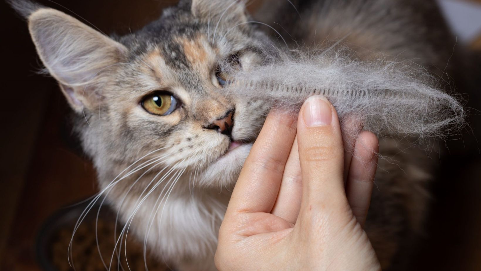 remedies for cat hair loss